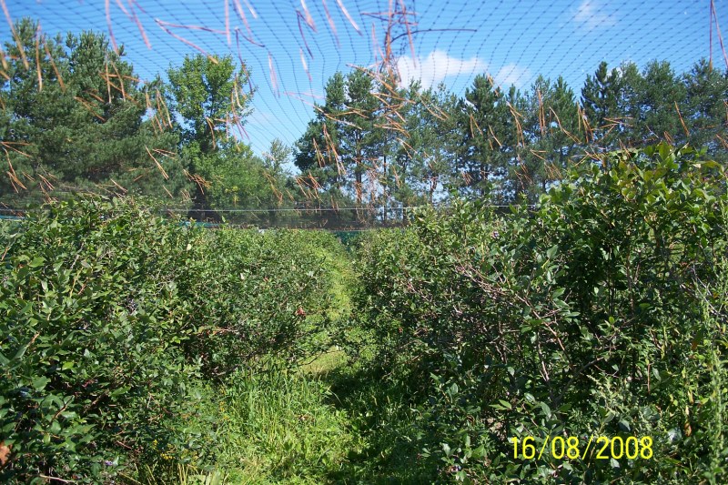 100_2461 (Copier).JPG - un filet pour protéger les petits fruits.